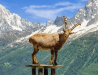 ( Haute-Savoie  )  Les Houches - Parc du Merlet