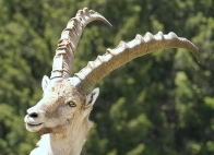 ( 74  )  Les Houches - Parc du Merlet