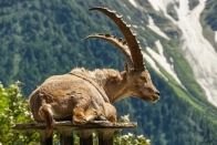 ( 74  )  Les Houches - Parc du Merlet