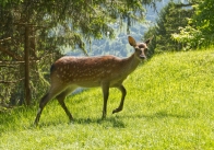 ( 74  )  Les Houches - Parc du Merlet