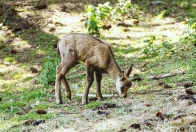 ( 74  )  Les Houches - Parc du Merlet