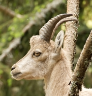 ( 74  )  Les Houches - Parc du Merlet