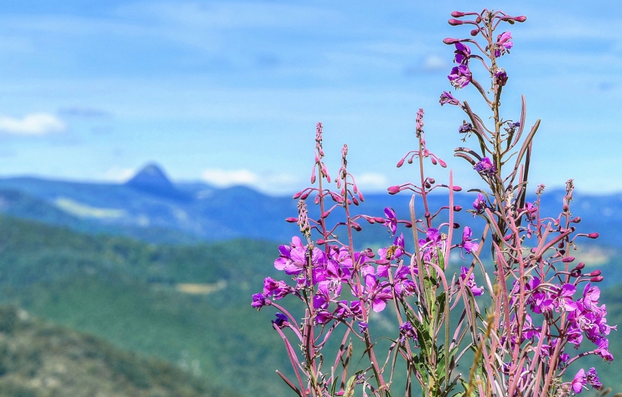 Le Mont Gerbier de Jonc ( 07 )