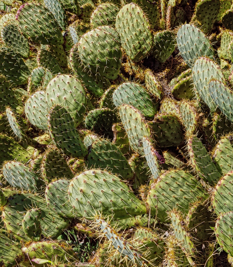 Joucas  ( 84 )  Ca pique !