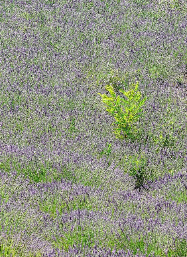 Lavande dans la Drôme  ( 26 )