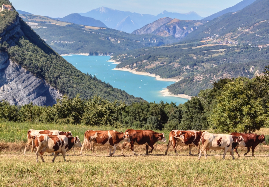 Dans le Trièves  ( 38 )