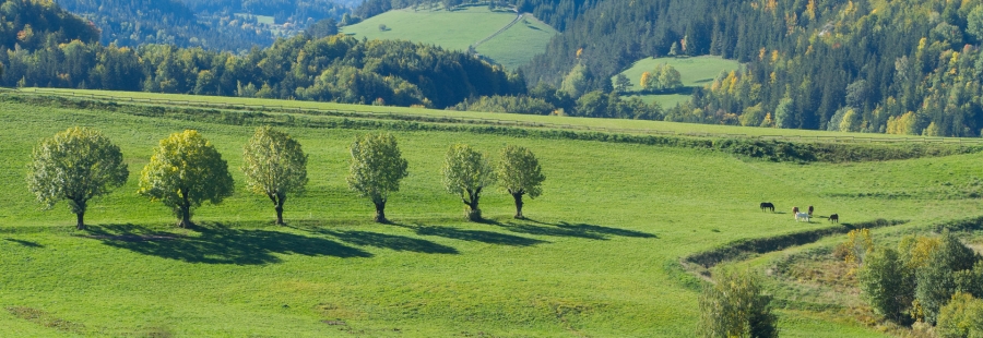 Villard de Lans  ( 38 )