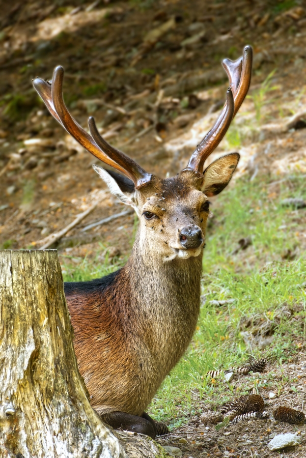 ( 74  )  Les Houches - Parc du Merlet