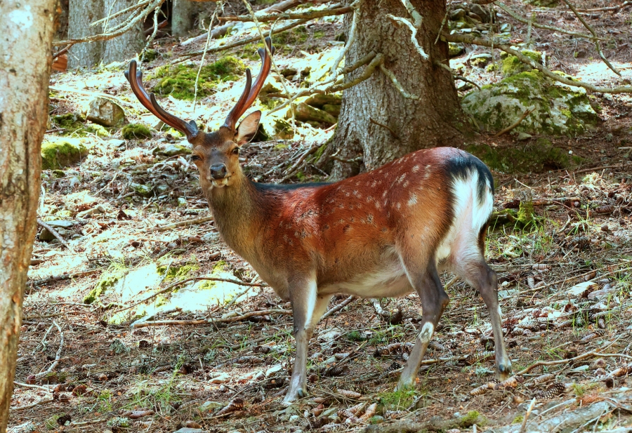 ( 74  )  Les Houches - Parc du Merlet