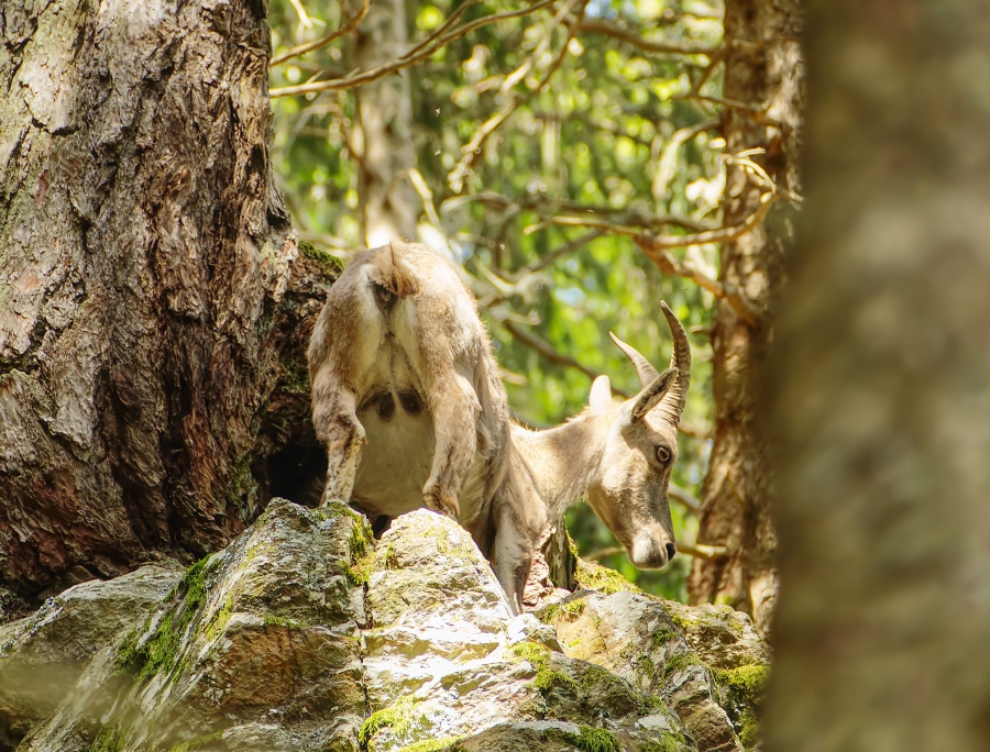 ( 74  )  Les Houches - Parc du Merlet