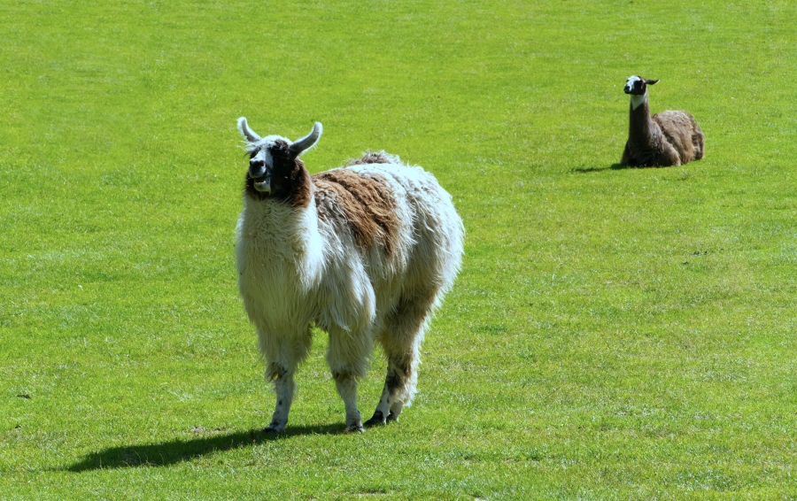 ( 74  )  Les Houches - Parc du Merlet