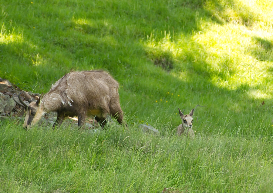 ( 74  )  Les Houches - Parc du Merlet