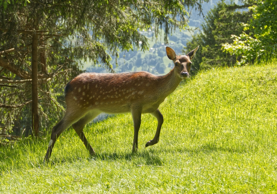 ( 74  )  Les Houches - Parc du Merlet