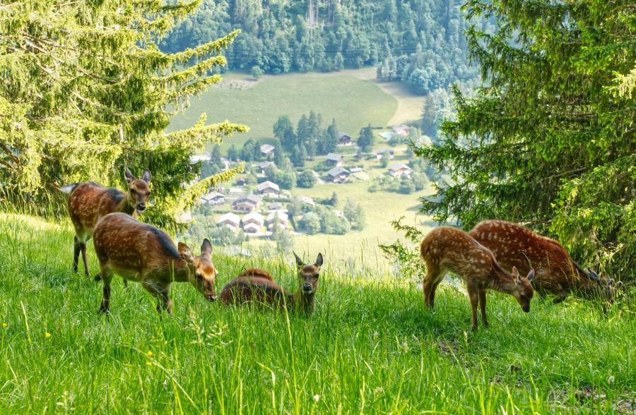 ( 74  )  Les Houches - Parc du Merlet