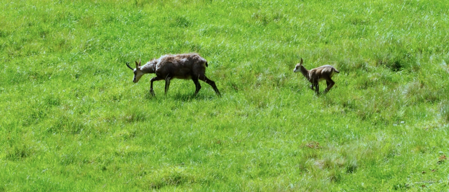 ( 74  )  Les Houches - Parc du Merlet