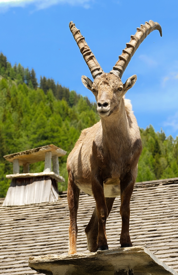 ( 74  )  Les Houches - Parc du Merlet
