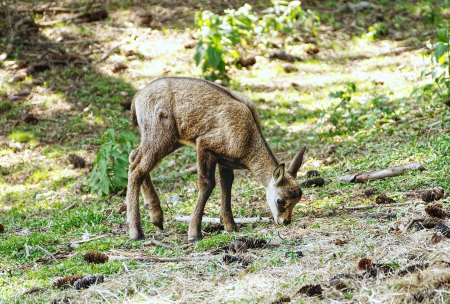 ( 74  )  Les Houches - Parc du Merlet