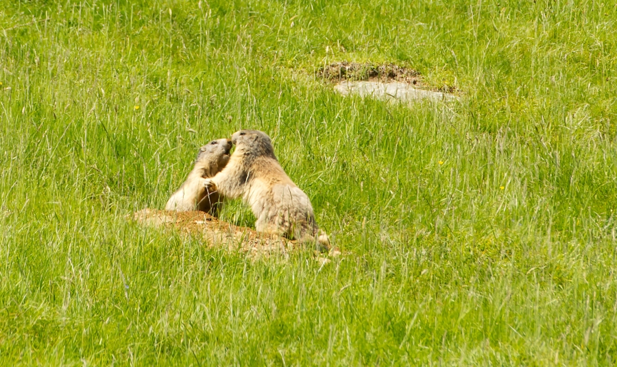 ( 74  )  Les Houches - Parc du Merlet
