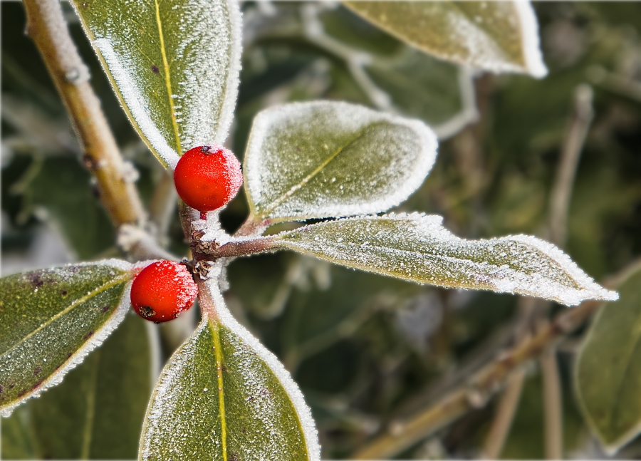 Saint Vincent de Barrès  ( 07 )