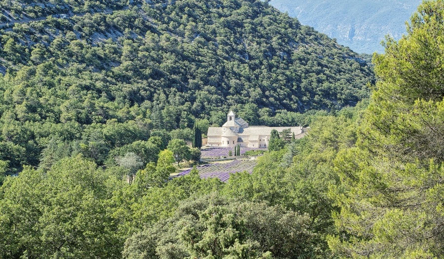 L' abbaye de Sénanque - Gordes ( 84 )
