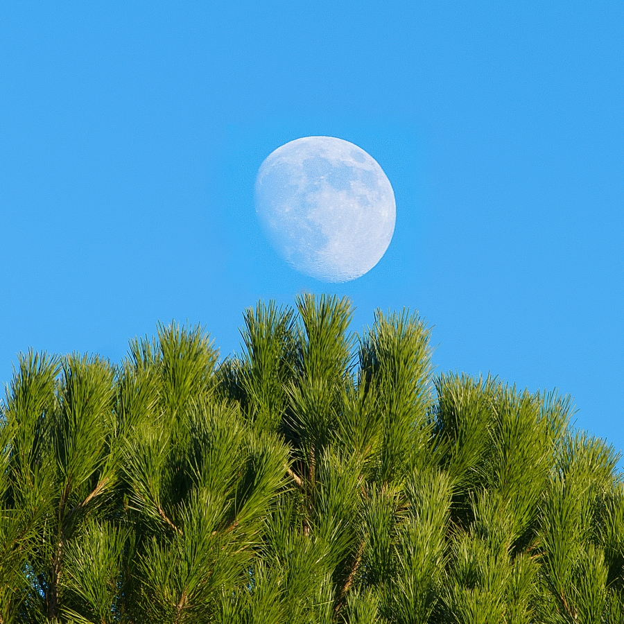 The Light Side of the Moon  ( 07 )